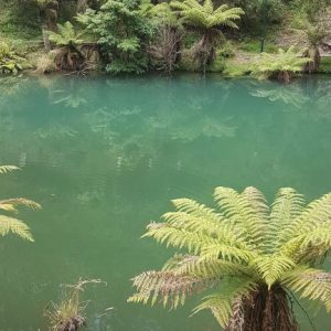 wandern wanderungen hiking blue mountains guide guided hike walk bush Sydney Australien Australia Wolfgang Hedi bergwandern wandern tour tours track interpretive plants animals