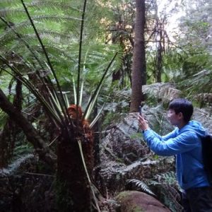 wandern wanderungen hiking blue mountains guide guided hike walk bush Sydney Australien Australia Wolfgang Hedi bergwandern wandern tour tours track interpretive plants animals