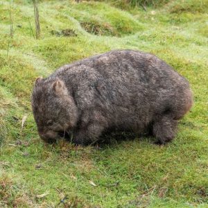 wandern wanderungen hiking blue mountains guide guided hike walk bush Sydney Australien Australia Wolfgang Hedi bergwandern wandern tour tours track interpretive plants animals